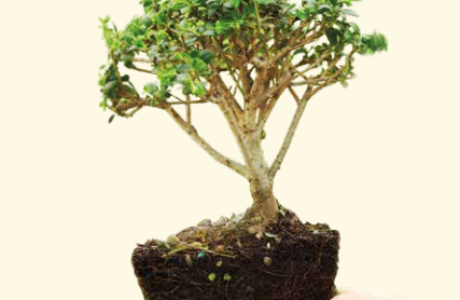 Juzoor&rsquo;s Brochure 